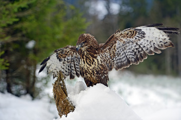 Buzzard