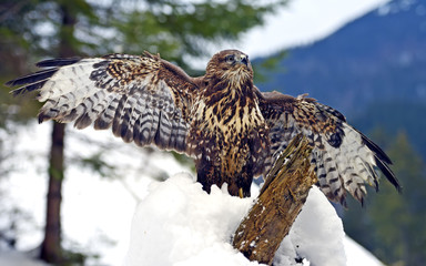 Buzzard