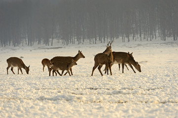 A herd of spotted deer in winter