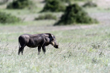 Wild Boar