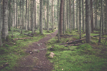Old forest with moss covered trees and rays of sun. Vintage.