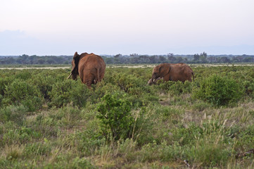 African elephants