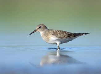 Temminck's Stint