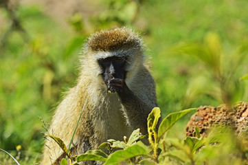 Vervet Monkey