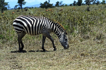 Zebra