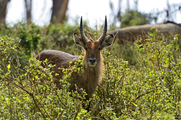 Waterbuck