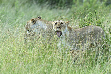 Lion