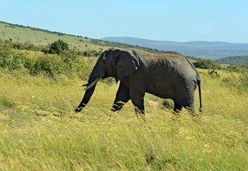 Fototapeta na wymiar African elephants