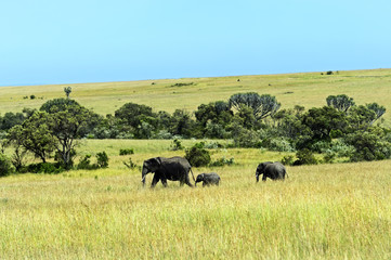 African elephants