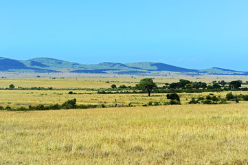 Obraz premium African savannah landscape