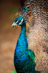 Peacock