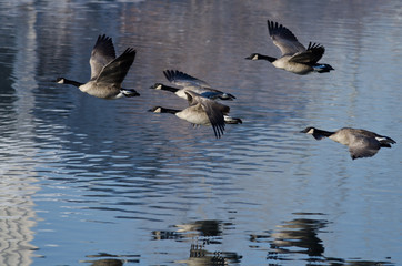 Five Canada Geese Taking to Flight from a Lake