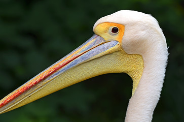 Pelican