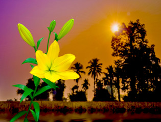 Fototapeta na wymiar Colorful Yellow Lily