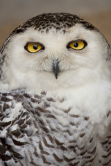 Snowy Owl