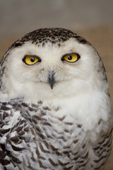Snowy Owl