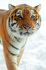 Amur Tiger