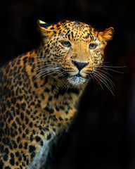 Portrait of leopard in its natural habitat