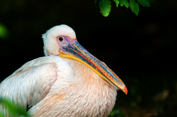 Pelican