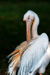 Pelican