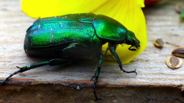green beetle 