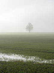 Obraz na płótnie Canvas beautiful green meadow in heavy mist