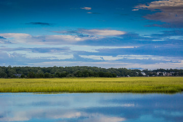 Green Grassy Marsh in the Morning