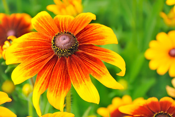 Rudbeckia flower