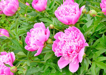 Pink peonies