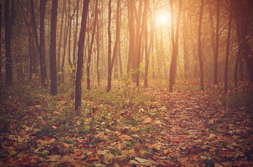 Autumn forest