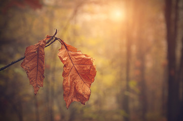 Autumn leaf on branch at sunset