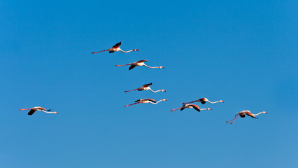 Fototapeta premium Fenicotteri in volo
