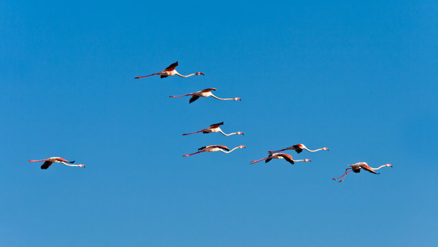 Fenicotteri in volo
