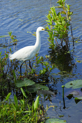 Snowy Egret