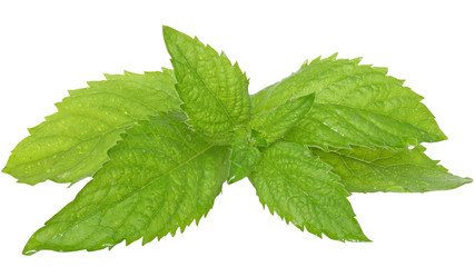 A sprig of  leaf mint