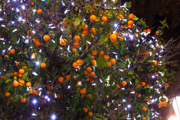 Christmas tangerines with lights in Athens