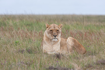 lioness in grass