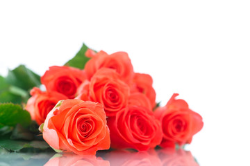 Obraz premium rose red