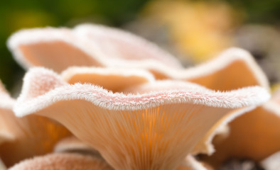 Fototapeta na wymiar Hairy mushroom close up, Lentinus crinitus?