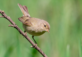 Chiffchaff