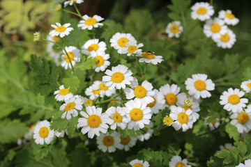 Camomille