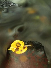 Autumn colorful leaf. Castaway on wet slipper stone in stream
