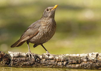 blackbird
