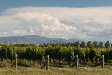 Fototapeta na wymiar vineyards near Blenheim in New Zealand