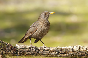 blackbird