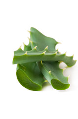 green leaf aloe vera