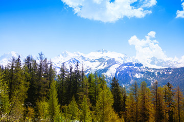 Forest with breathtaking Swiss mountains