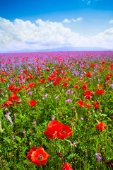 Obrazy  Czerwone kwiaty maku i fioletowe