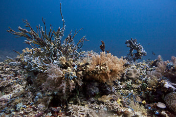 soft corals