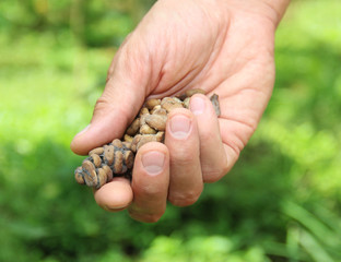 male hand holding a coffee beans luwak